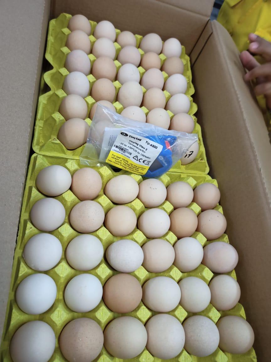 Broiler hatching eggs 